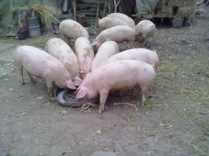 vand porci de 130-140kg,  negociabil   , 