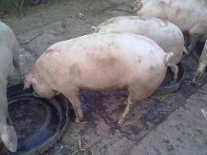 vand porci de 130-140kg,  negociabil   , 
