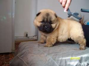 CHOW CHOW CU PEDIGREE SAU FARA-toate culorile-direct de la crescator-de la 200 E