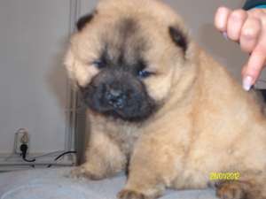 CHOW CHOW CU PEDIGREE SAU FARA-toate culorile-direct de la crescator-de la 200 E