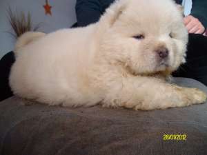 CHOW CHOW CU PEDIGREE SAU FARA-toate culorile-direct de la crescator-de la 200 E