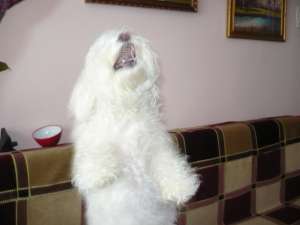 Vand pui Rasa Bichon Frise