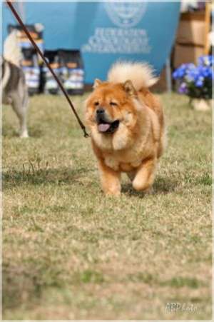 Pui Chow Chow cu pedigre Pui Chow Chow cu pedigre