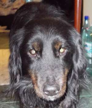 GASIT metis Setter Gordon - Cocker negru