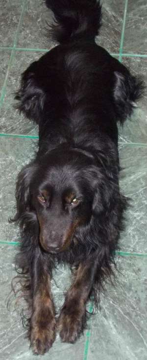 GASIT metis Setter Gordon - Cocker negru