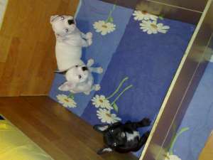masculi bulldog francez