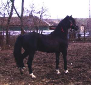armasar negru  f frumos