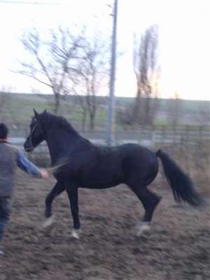 armasar negru  f frumos