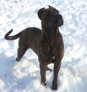 Dogo / Presa Canario