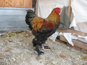 Gaini Brahma ,            Gaini de rasa ,            Pui ,            Oua