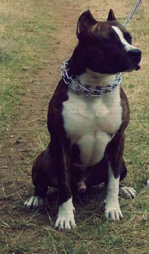 Ofer mascul amstaff pentru monta