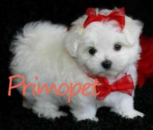 De Vanzare Bichon Maltez