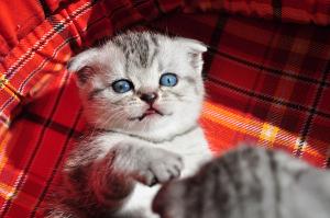 vand puisori british shorthair silver tabby deosebiti