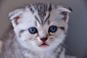 vand puisori british shorthair silver tabby deosebiti