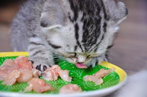 vand puisori british shorthair silver tabby deosebiti