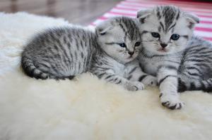 vand puisori british shorthair silver tabby deosebiti