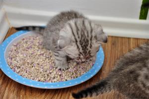 vand puisori british shorthair silver tabby deosebiti