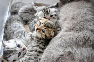 vand puisori british shorthair silver tabby deosebiti