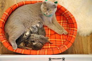 vand puisori british shorthair silver tabby deosebiti
