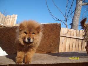 CHOW CHOW -DIRECT DE LA CRESCATOR-de la 200 e