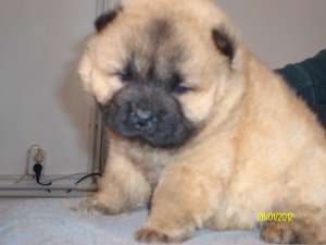 CHOW CHOW -DIRECT DE LA CRESCATOR-de la 200 e