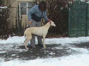 Greyhound de vanzare