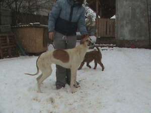 Greyhound de vanzare