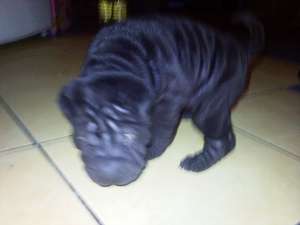 vand pui sharpey