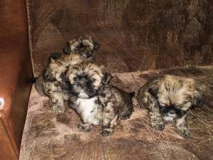 Catei Shi-Tzu