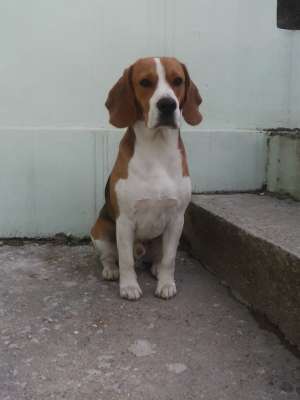 Mascul Beagle disponibil pentru imperechere in BH si TM