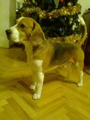 Mascul Beagle disponibil pentru imperechere in BH si TM