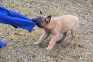 catei malinois cu pedigree