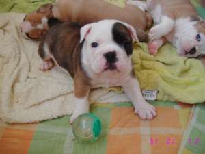 buldog englez cu pedigree