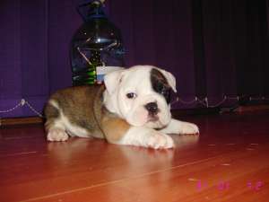 buldog englez cu pedigree