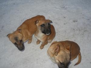 Vand pui Ciobanesc Belgian Malinois