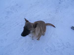 Vand pui Ciobanesc Belgian Malinois