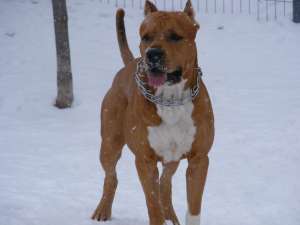 Mascul amstaff pentru monta