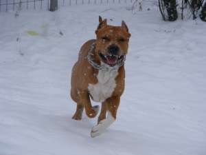 Mascul amstaff pentru monta
