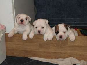 pui bulldog englez