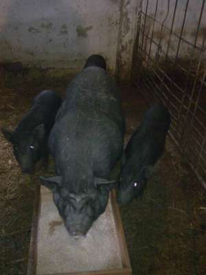 porci vietnamezi rasa pura