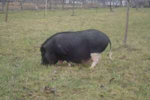 porci vietnamezi rasa pura