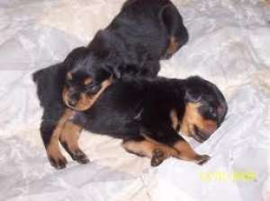 Rottweiler,  pui ,  vanzare