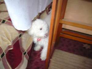 Vand pui Rasa Bichon Frise