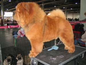 Vand pui chow chow cu pedigree adica cu acte de origine