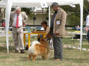 Pui chow chow cu pedigree