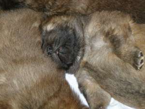 Pui chow chow cu pedigree