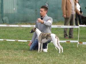 Pui Whippet calitate show