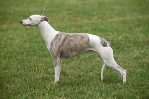 Pui Whippet calitate show