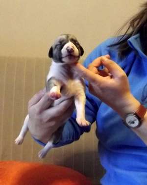 Pui Whippet calitate show