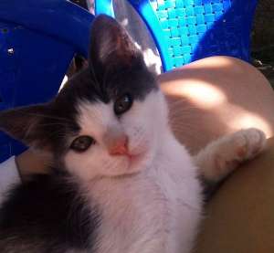 PISOI BICOLORI SPRE ADOPTIE